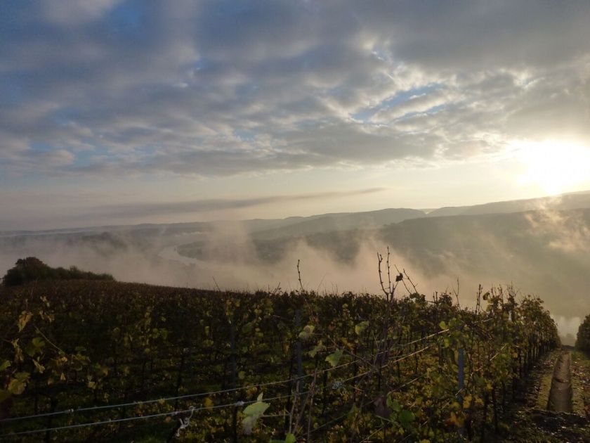 Ferienwohnung 3 Auslese mit Terrasse im Weingut Harald Ludwig an der Mittelmosel