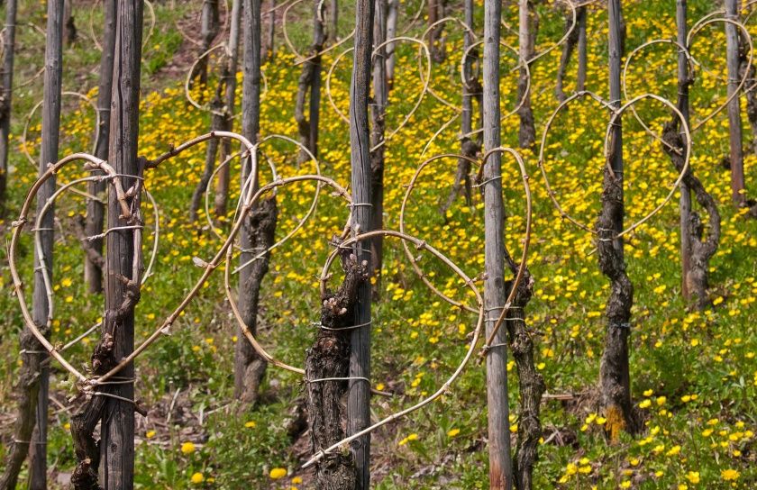 Ferienweingut Robert Busch