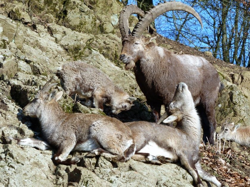 Wildpark Donsbach