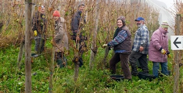 SCHUMANN Weingut und Urlaub