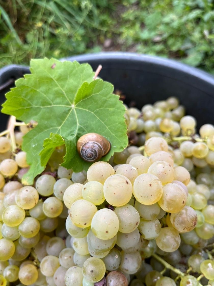 Weingut und Gästezimmer Jörg Thul