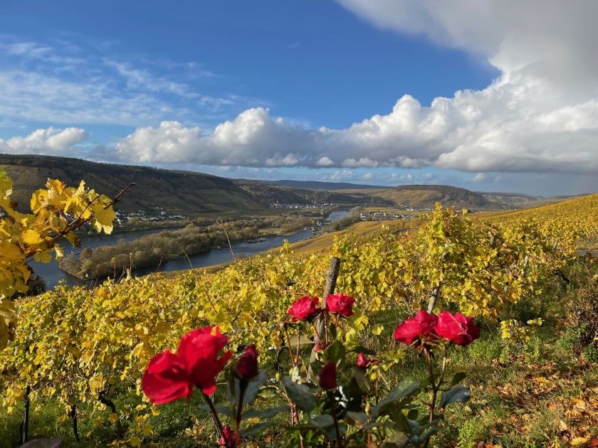 Weingut und Gästezimmer Jörg Thul