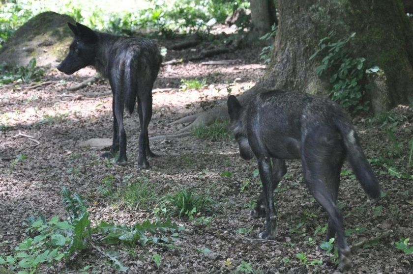 Schäferkarren im Adler- und Wolfspark Kasselburg