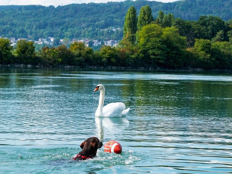 Rhein-Camping Waldshut