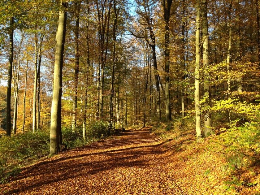 Traumpfad Waldschluchtenweg