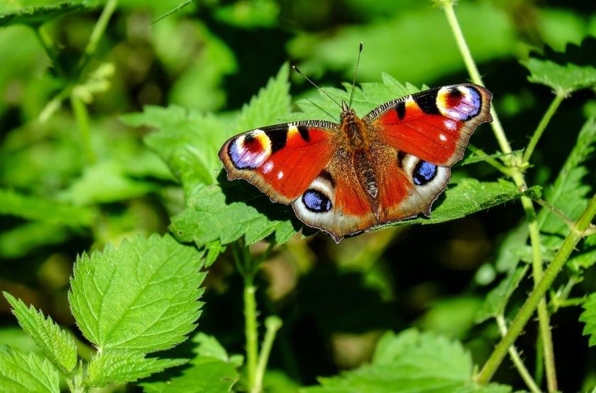 Irsenpfad im Naturwanderpark Delux